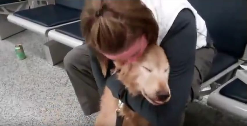 When A Dog Sees Her Soldier Mom For The First Time In A While, She Begins To Cry