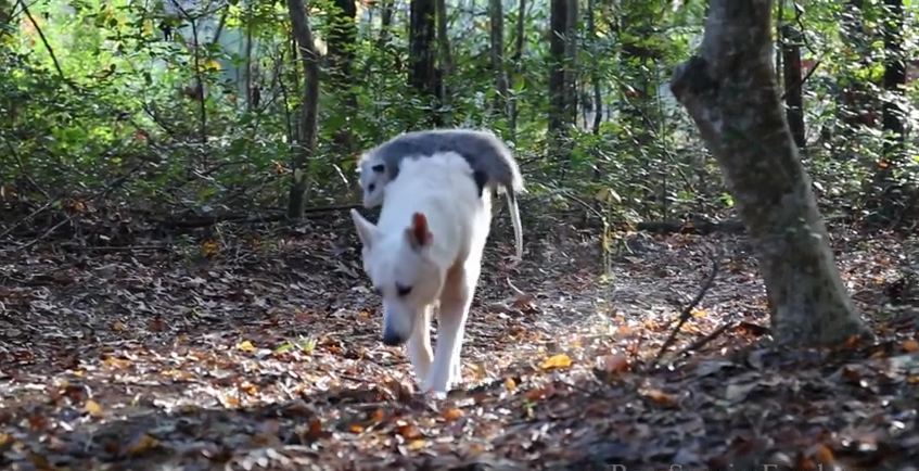 Dog Adopts Baby Opossum