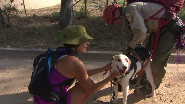 Angel the Lucky Dog Survives Falling 600 ft.