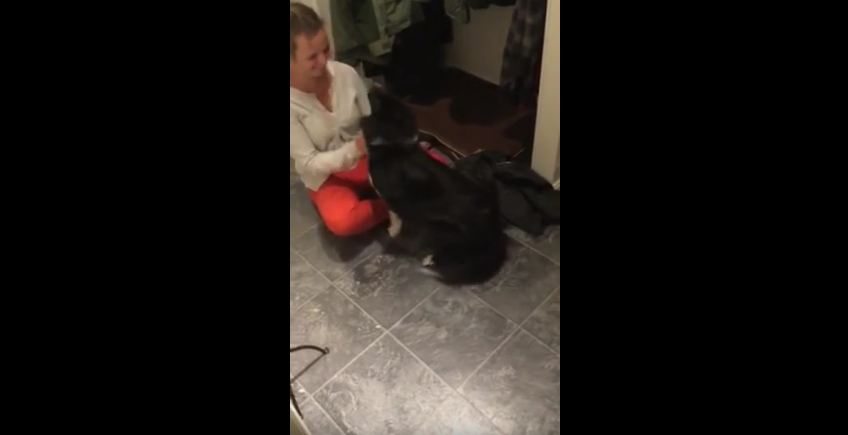 Dog Welcomes Owner Home After Three Months Apart