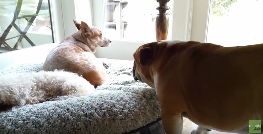 Bulldog Throws World’s Cutest Temper Tantrum After His Bed Is Stolen