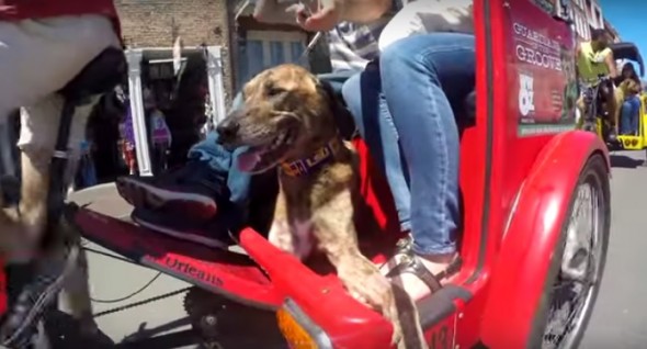 Students Make Tribute Video to a Very Special Dog