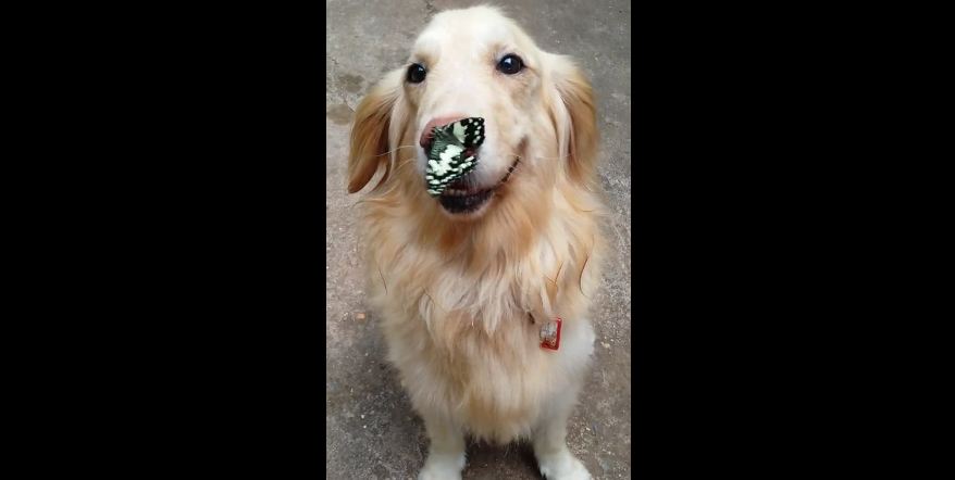 Butterfly lands perfectly on Golden Retriever’s nose