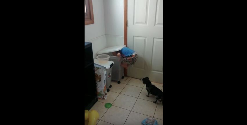 Toddler Is Determined To See That His Dogs Get Fed