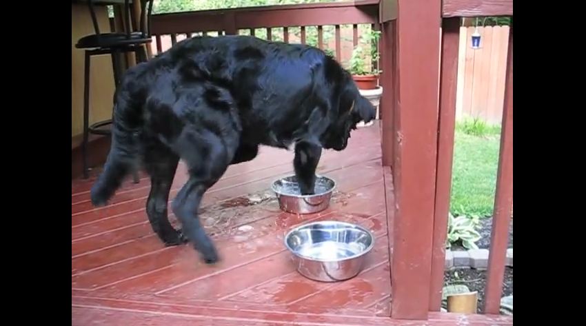 It’s Hard To Keep This Dog’s Water Bowl Full, But Not For The Reason You Think