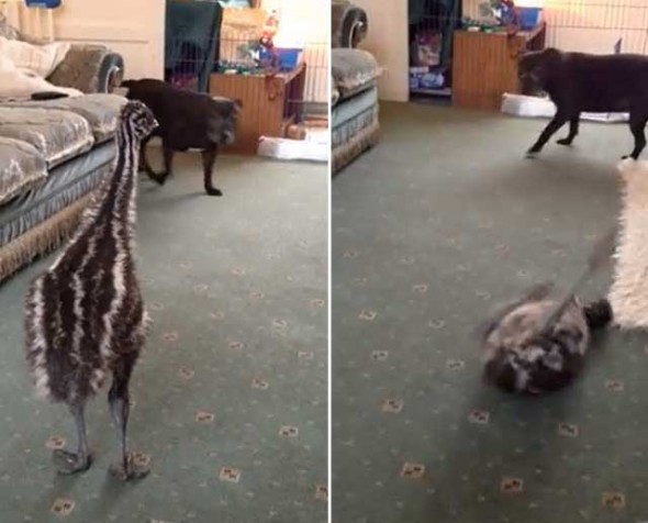 Baby Emu Makes Best Friends With a Dog