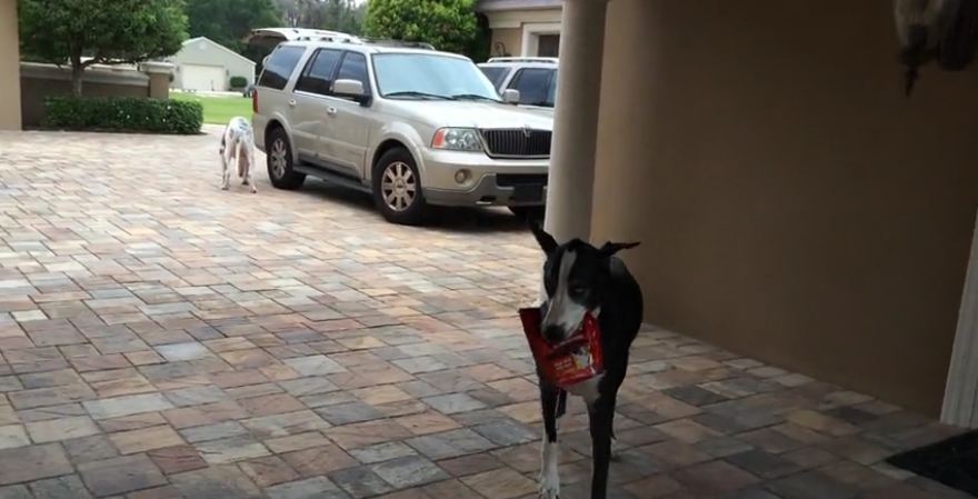 Great Dane helps carry in groceries