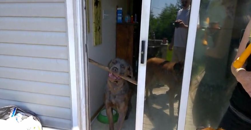 He Wanted To Go Play Outside, But Just Couldn’t Manage To GET Outside…