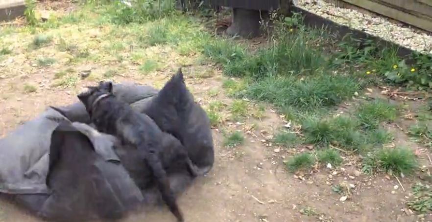 Hilarious puppy practices his dive-bombs