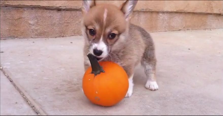 Adorable Puppy Challenges Suspicious Pumpkin!