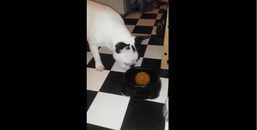 Ball stuck in water bowl throws puppy into confusion