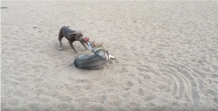 Smart Dog Figures Out The Winning Strategy To A Game Of Tug