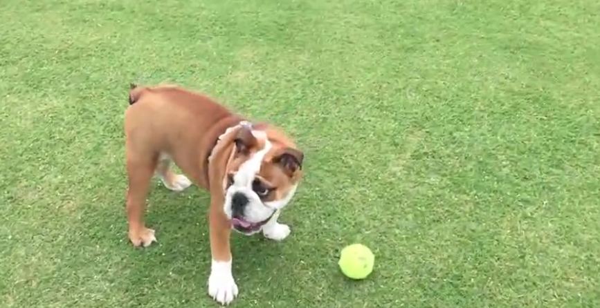 This Little Bulldog Is Struggling To Figure Out The Game Of Fetch…Too Cute!