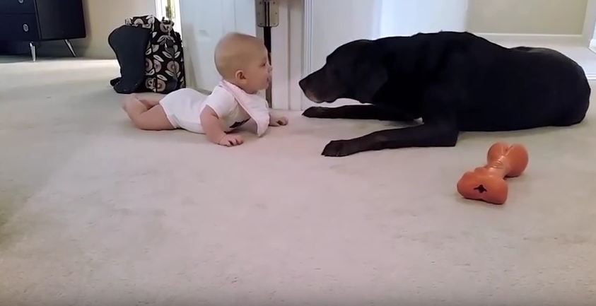 When This Baby First Tries To Crawl, The Dog Does Something So Sweet!