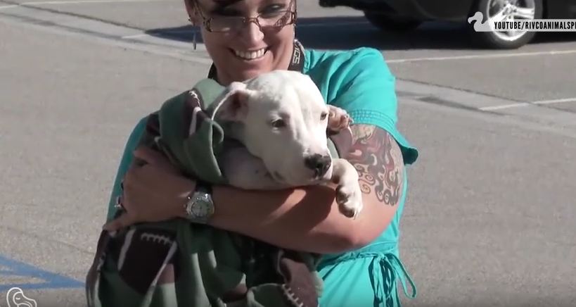 Pit Bulls Who’ve Just Been Adopted And Feeling Love For The First Time