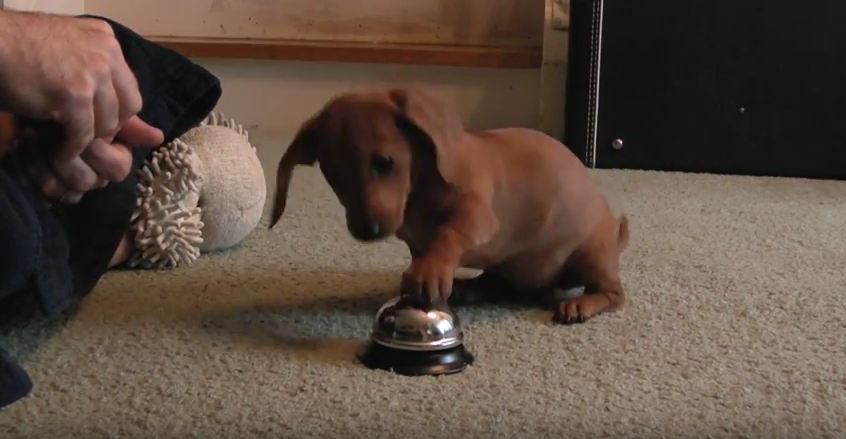 How This Puppy Politely Asks For A Treat Is The Cutest Thing EVER