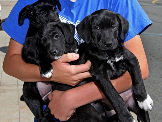 PetSmart Kicks Rescue Group Out of Store