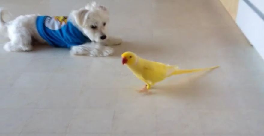 Curious Dog Follows Bird Around Kitchen