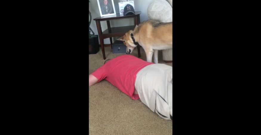 Curious dog pranks owner while he sleeps