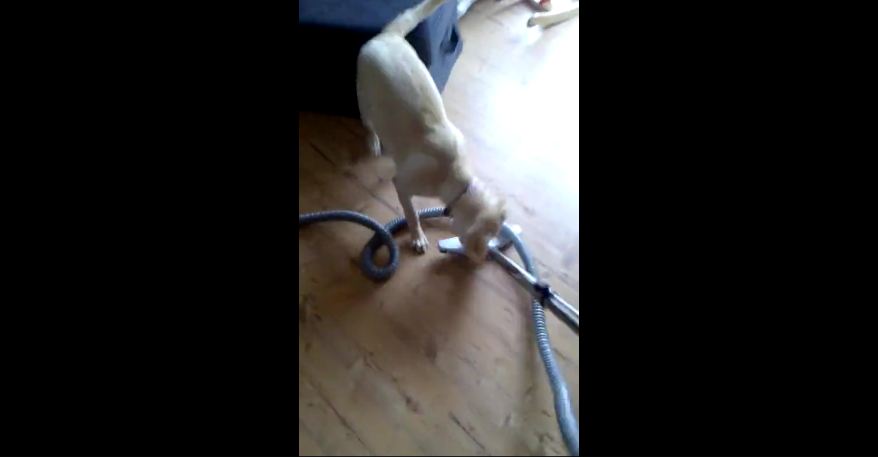 Dog won’t let owner use vacuum cleaner