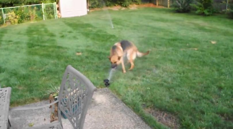 German Shepherd highly entertained by water sprinkler