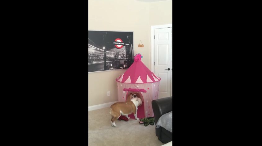 English Bulldog Is Giddy For Her Birthday Present Surprise