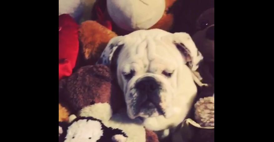 Can You See What’s Hiding In This Mountain Of Stuffed Animals? LOL.