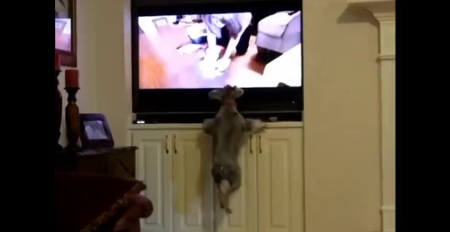 Dog jumps after seeing other animals on TV