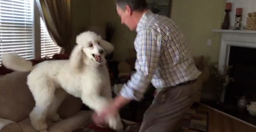 Dog and owner playfully chase each other