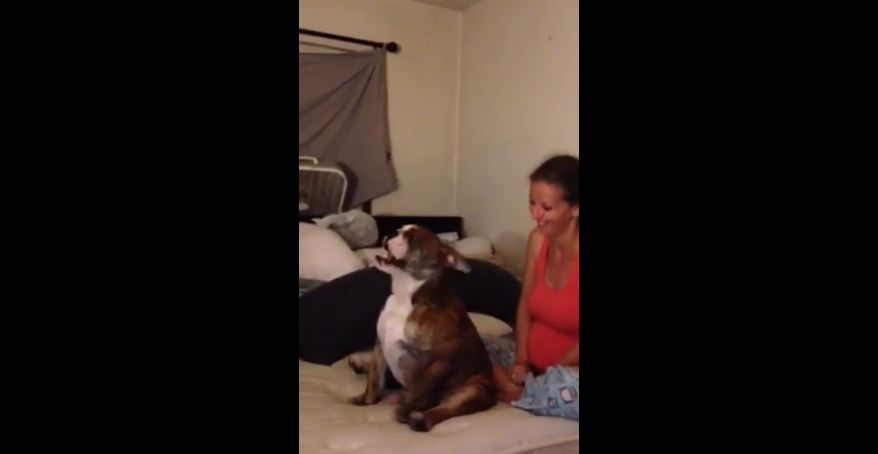 English bulldog dances with his owner