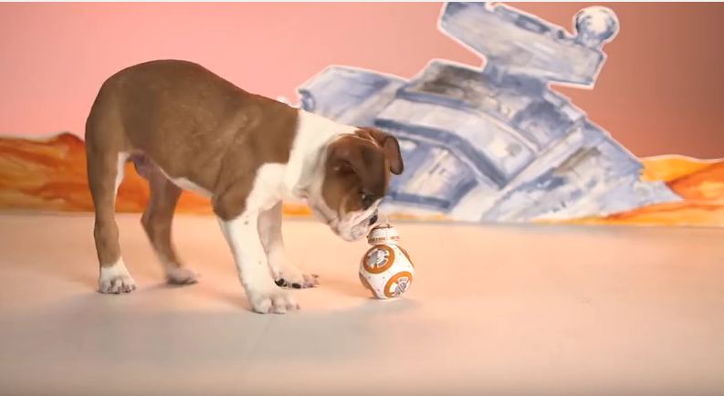 Disney Lauches Star Wars Dog Toys And The Nerd In You (And Your Dog) Will Love It