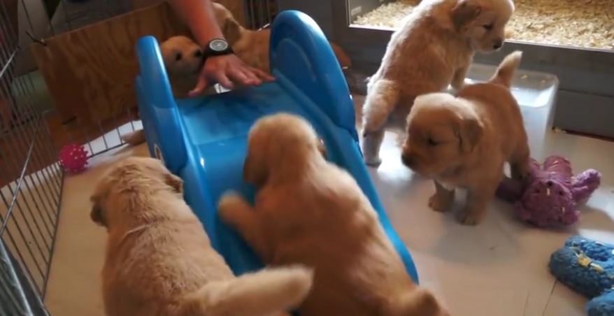 Baby golden retrievers try to climb a slide