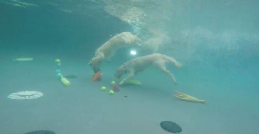 Golden Retrievers jump in and dive underwater for toys
