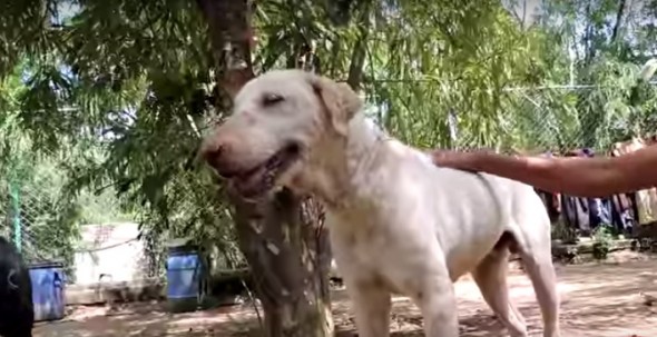 Amazing, Incredible Transformation of a Dog You Have to See to Believe