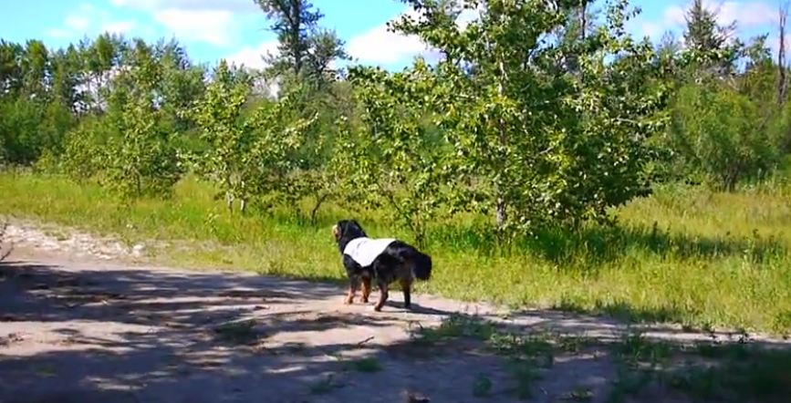 When They Took Off His Leash, This Dog Could NOT Contain His Excitement