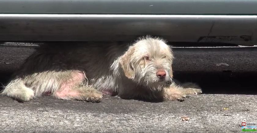 This Poor Dog Was Living Under A Car For 7 Months…Until This Amazing Rescue