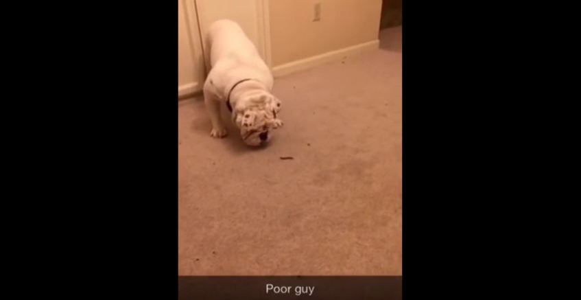 When This Tough Bulldog Encounters A Bug, His Reaction Is Hilarious