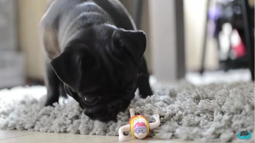 This Cute Pug Just Found A Strange Toy On The Floor, And Her Reaction Is Hilarious