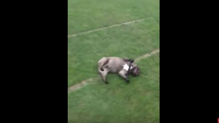 This Dog Has Park Playtime Down In A Way As Unique As He Is