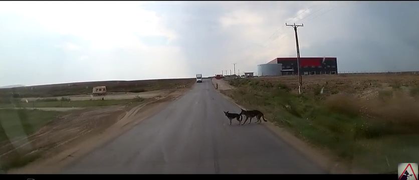 Dog Heroically Saves Friend From Certain Death