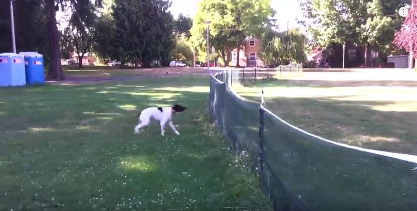 The Frisbee Landed Over The Fence And What This Dog Does Is Downright Amazing.