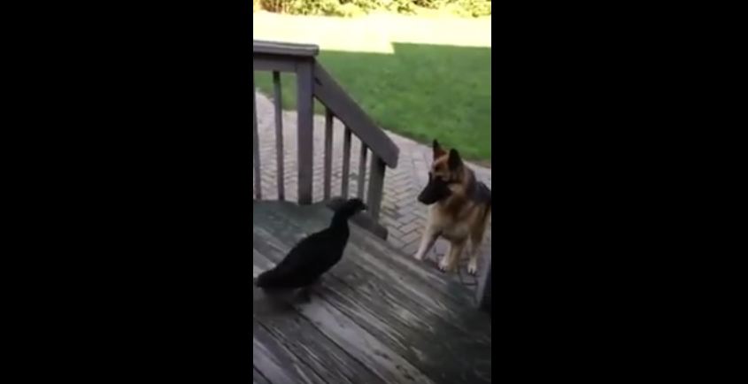 German Shepherd Can’t Figure Out Why This Animal Won’t Let Him On The Porch