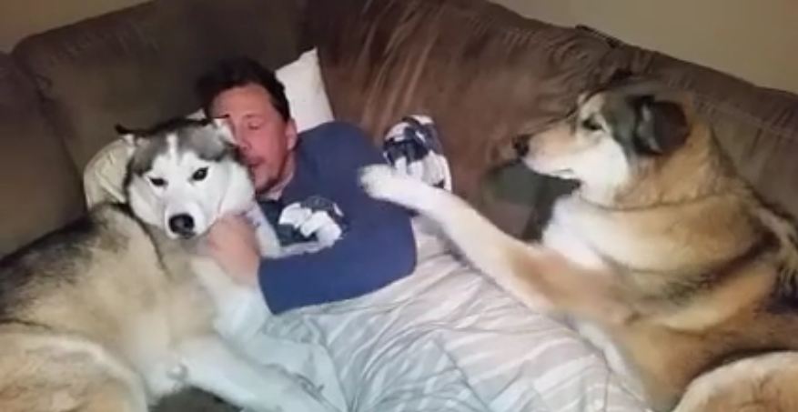 When It Comes To Cuddles, This Jealous Dog Can’t Stand It When She’s Not The Star