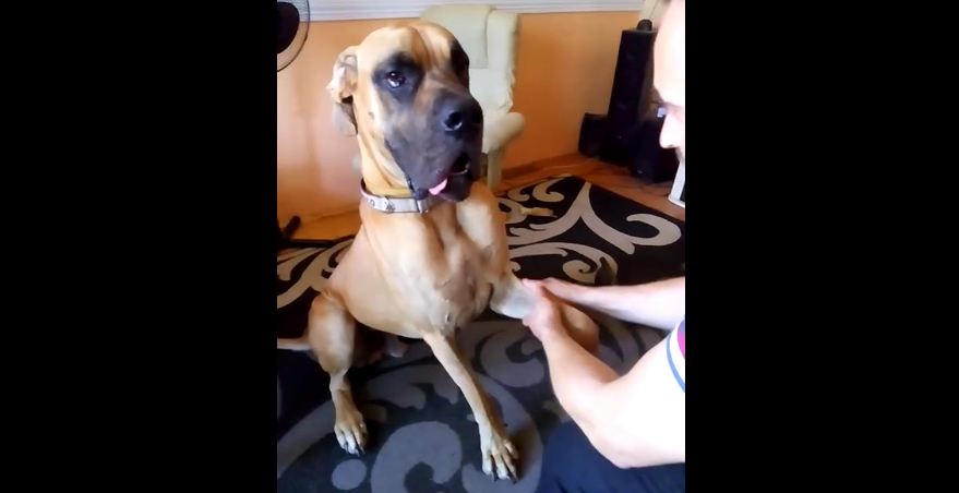 Great Dane enjoys relaxing massage from owner