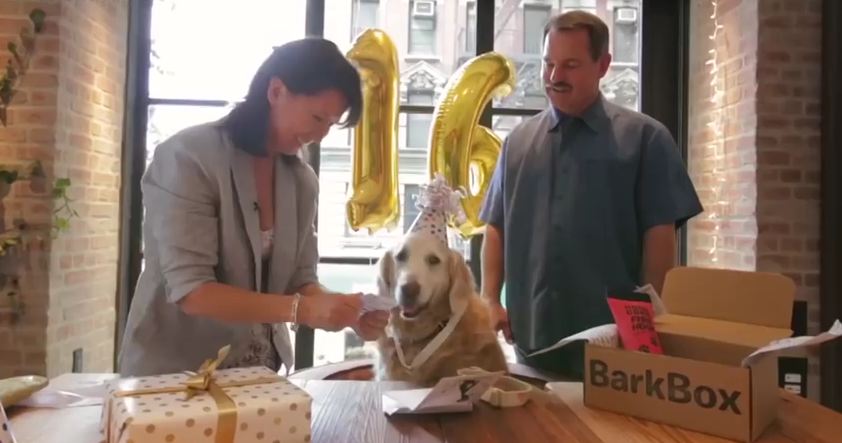 The Last Known Rescue Dog From Ground Zero Gets The Treatment She So Deserves