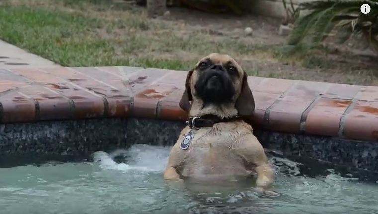 This Dog Loves The Hot Tub More Than His Humans