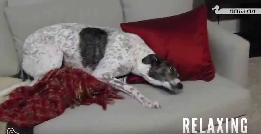 Rescued Greyhounds Finally Get A Life They Deserve