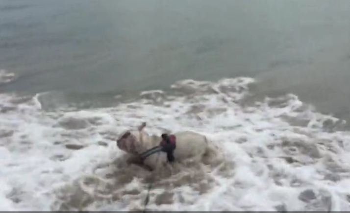 English Bulldog fearlessly attacks ocean waves