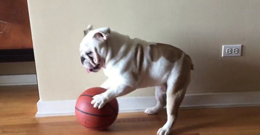 English Bulldog displays ball-handling skills
