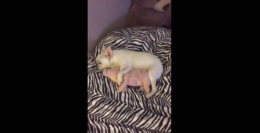 French Bulldog cuddles with stuffed animal